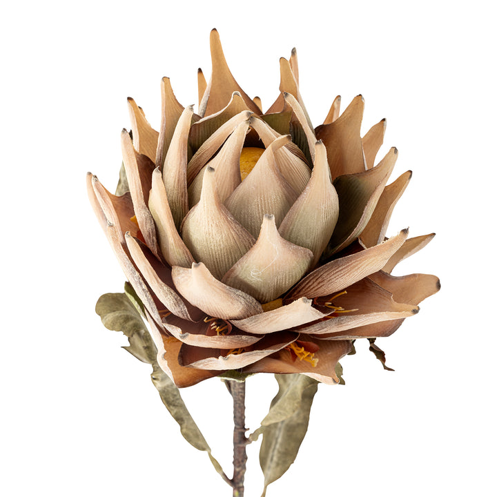 Protea Stilk, Natur, Kunstig Blomst