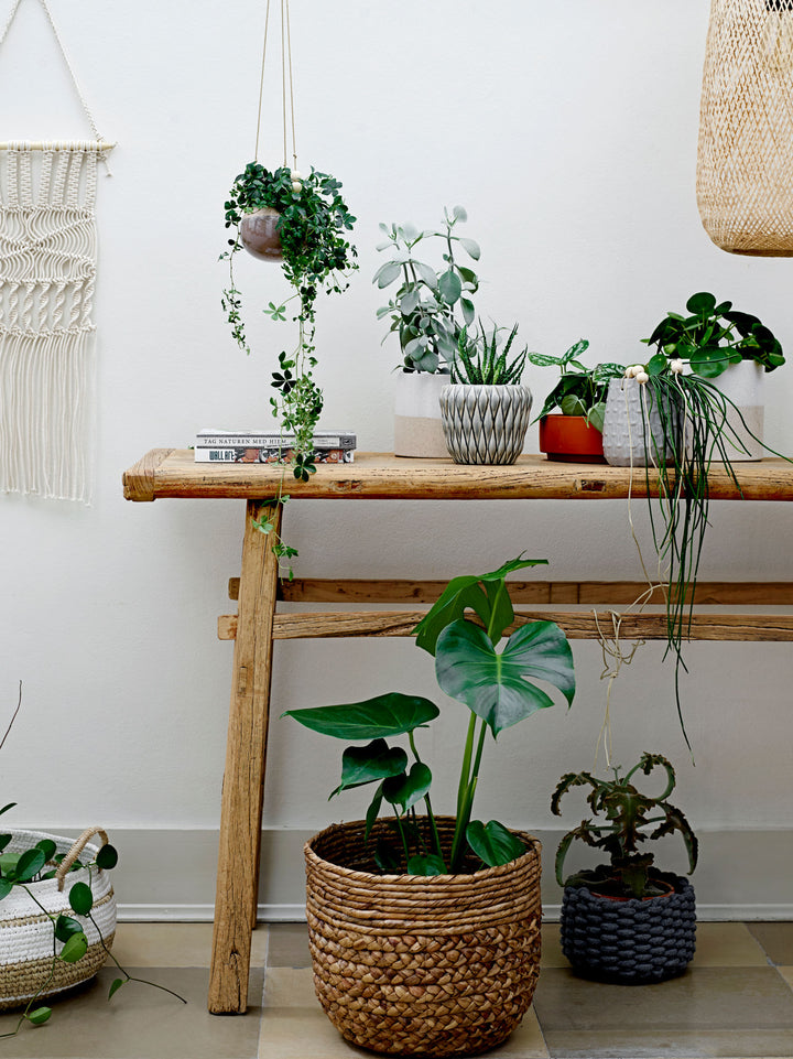 Evert Pendel, Natur, Bambus